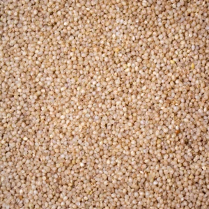 Little Millet